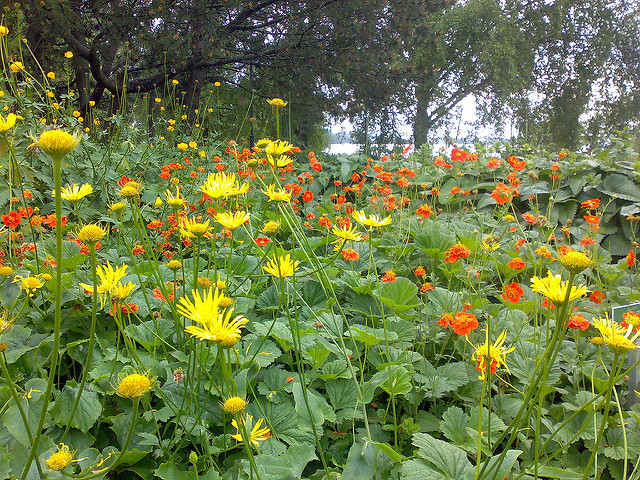 Benoîte orangée (Geum coccineum)