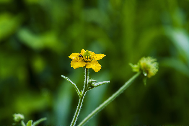 Geum japonicum
