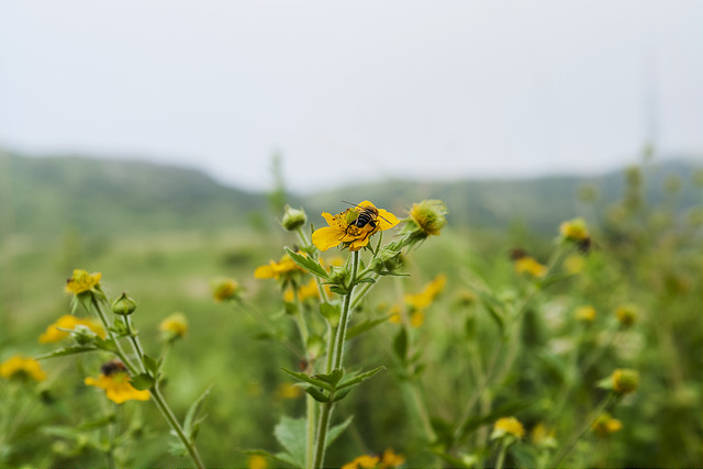 Geum japonicum