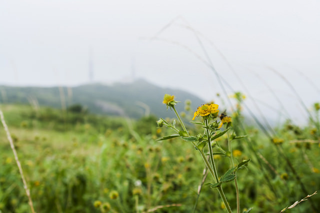 Geum japonicum