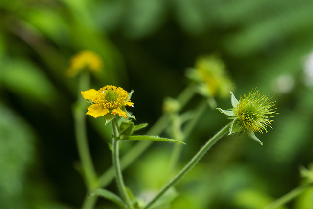 Geum japonicum