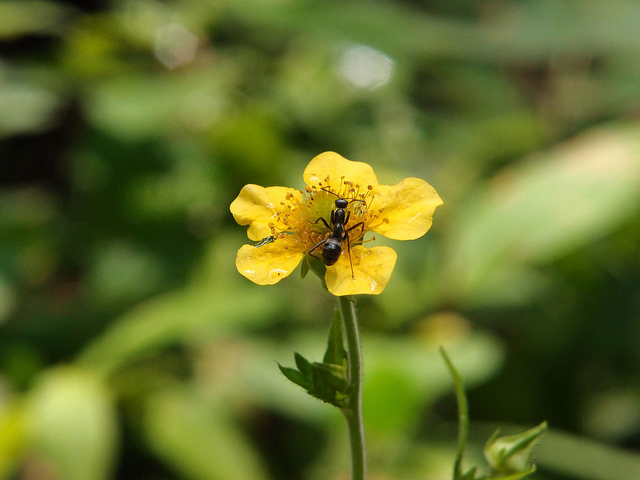 Geum japonicum (Geum japonicum)