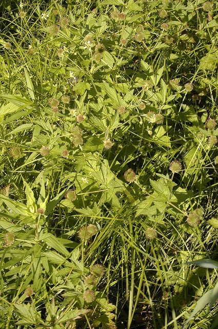 Benoîte laciniée (Geum laciniatum)
