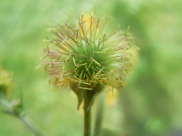 Benoîte à grandes feuilles
