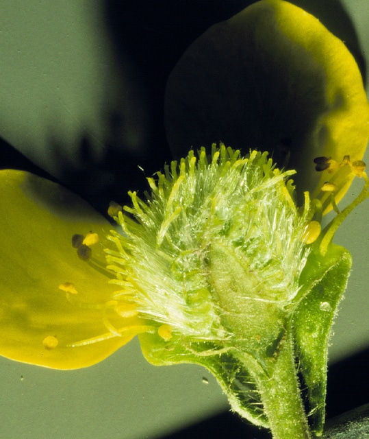Benoîte à grandes feuilles