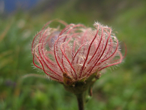 Benoîte des montagnes