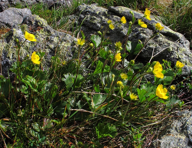 Geum peckii