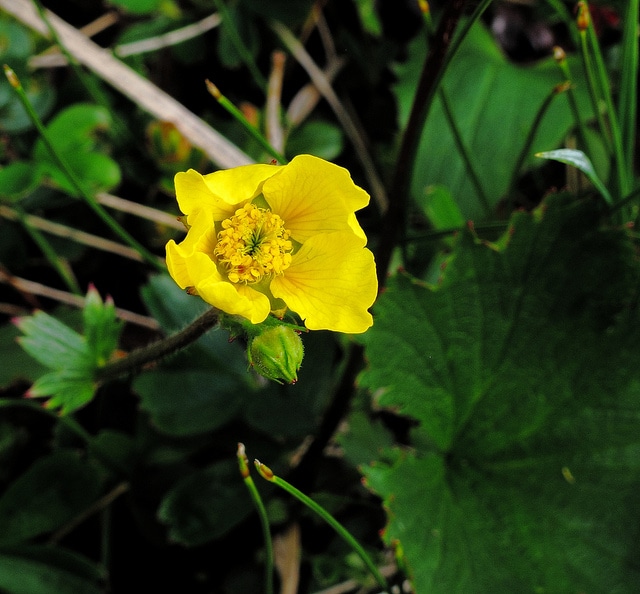 Geum peckii (Geum peckii)