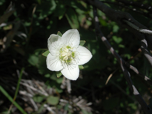 Geum pentapetalum