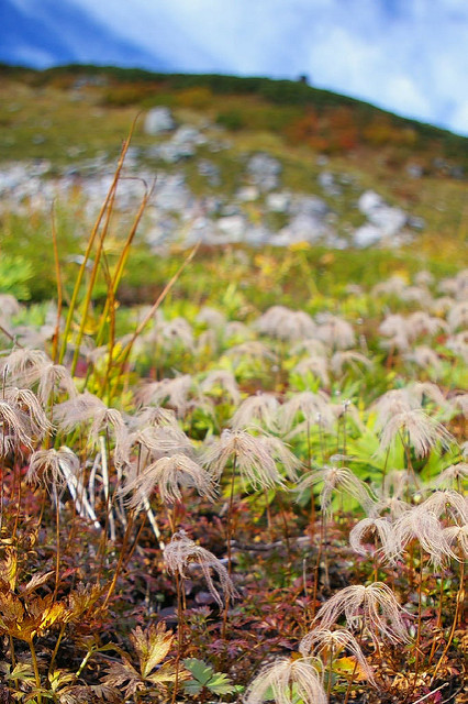 Geum pentapetalum