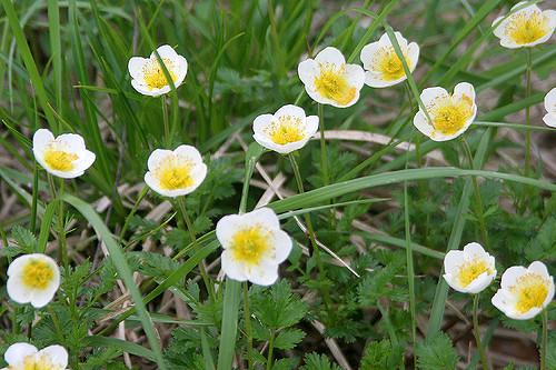 Geum pentapetalum