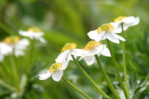 Geum pentapetalum