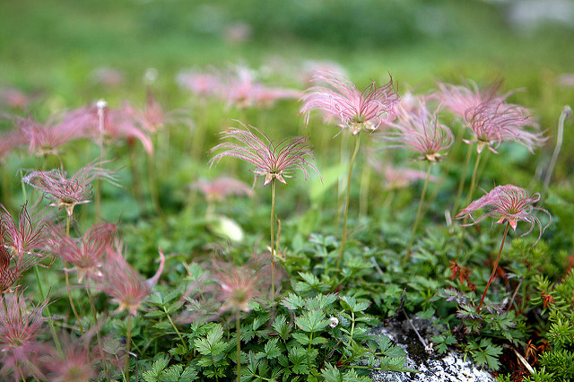Geum pentapetalum