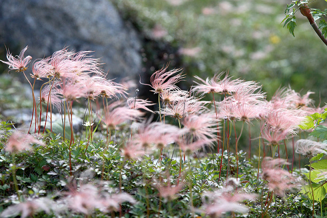 Geum pentapetalum (Geum pentapetalum)
