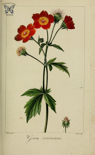 Geum chiloense