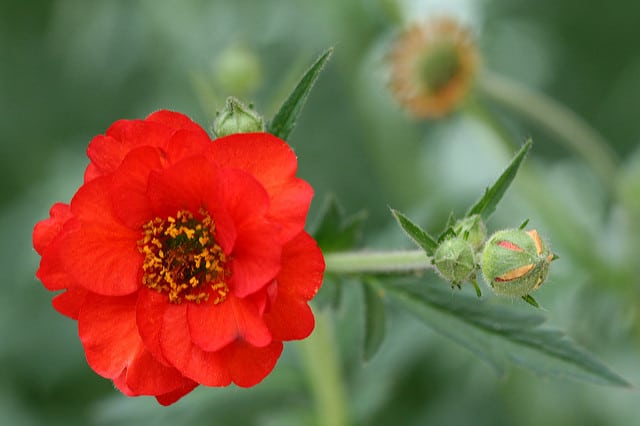 Geum chiloense