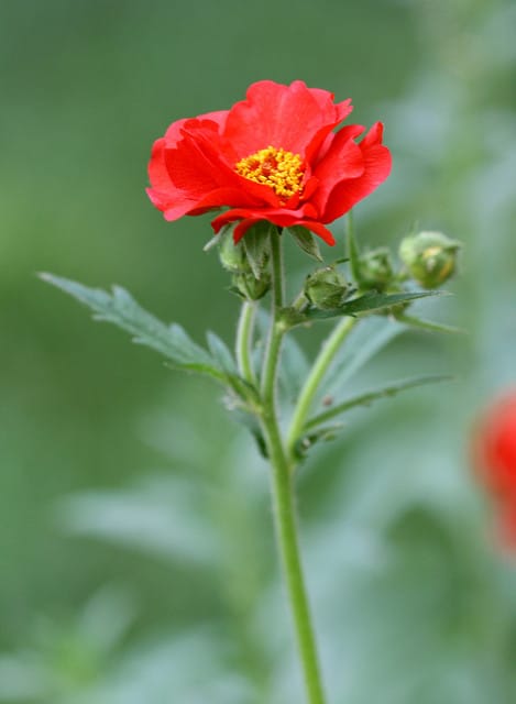 Geum chiloense