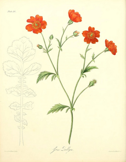 Geum chiloense