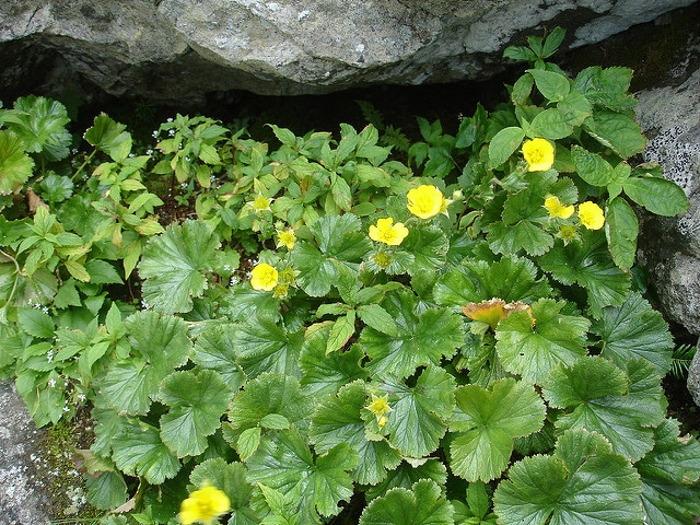 Geum radiatum