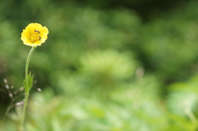 Geum radiatum (Geum radiatum)