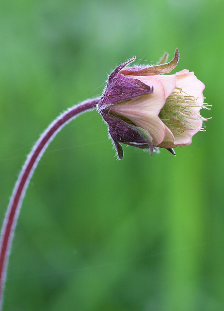 Benoîte des ruisseaux (Geum rivale)