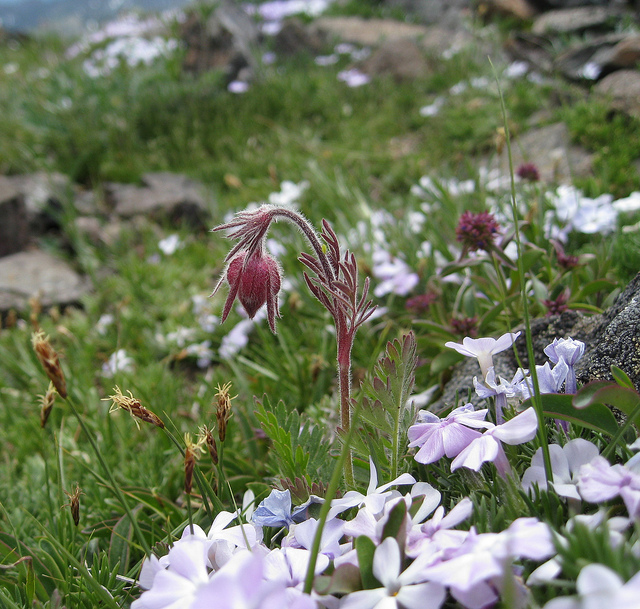 Benoite à trois fleurs