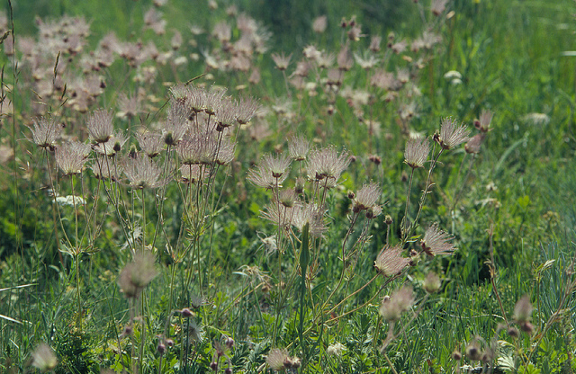 Benoite à trois fleurs