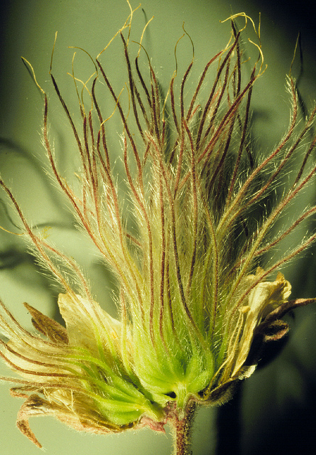 Benoite à trois fleurs
