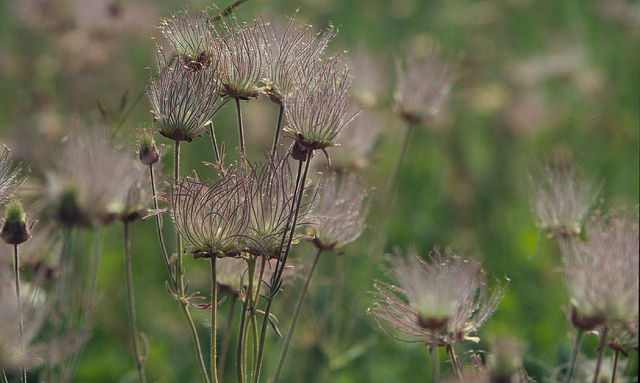Benoite à trois fleurs