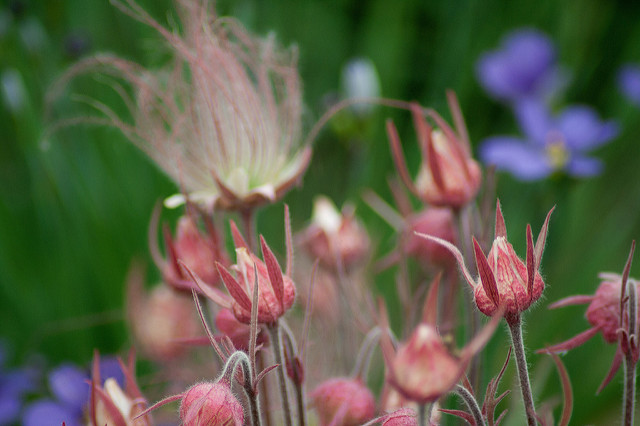 Benoite à trois fleurs (Geum triflorum)