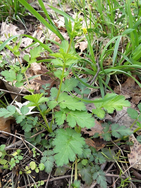 Geum vernum