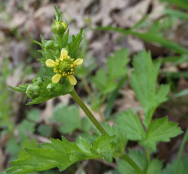 Geum vernum (Geum vernum)