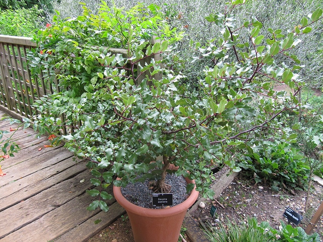 Gevuina avellana