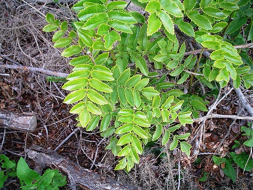 Gevuina avellana