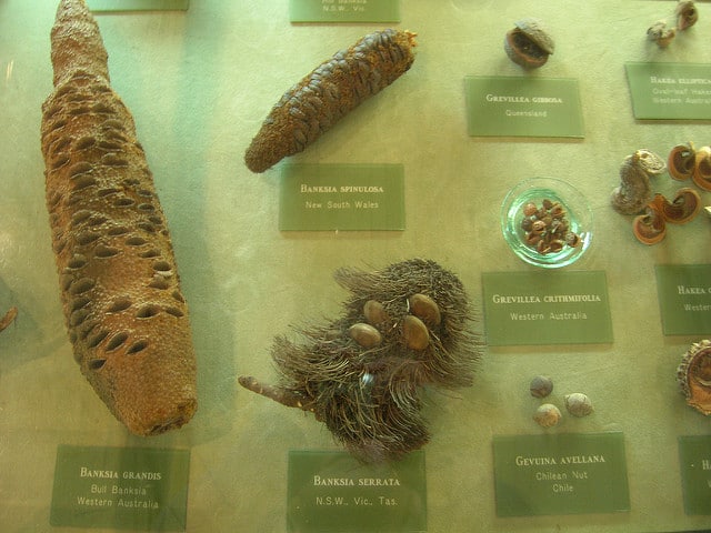 Gevuina avellana