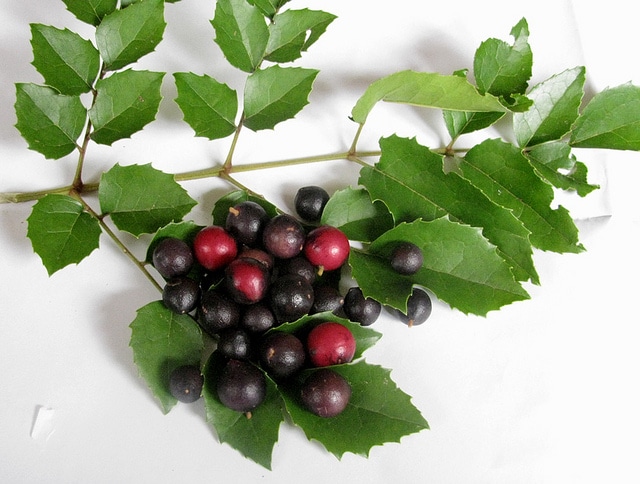 Gevuina avellana