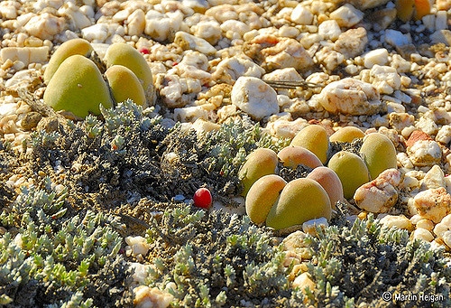 Gibbaeum album
