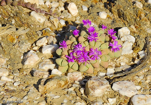 Gibbaeum album