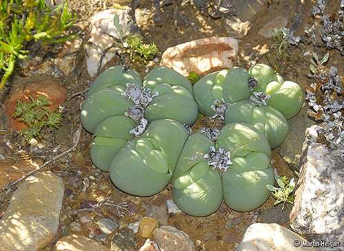 Gibbaeum heathii (Gibbaeum heathii)