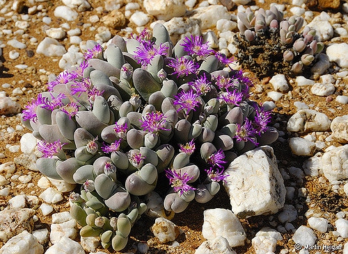 Gibbaeum pubescens