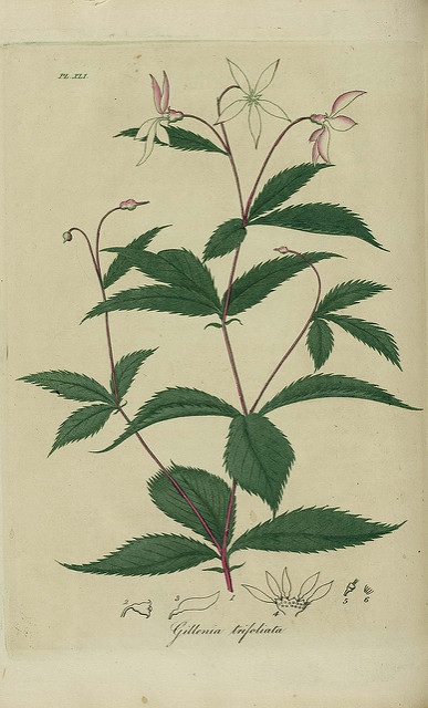 Gillénie à trois feuilles