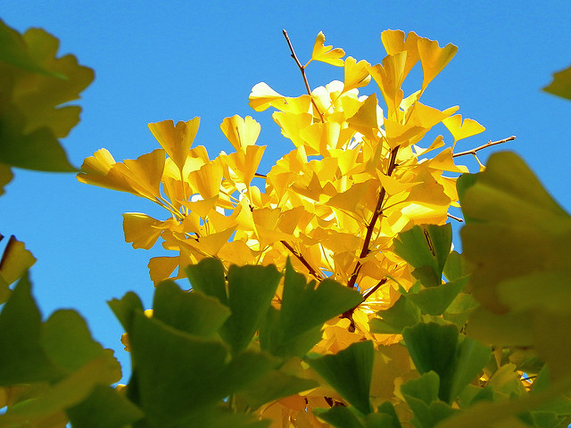 Ginkgo