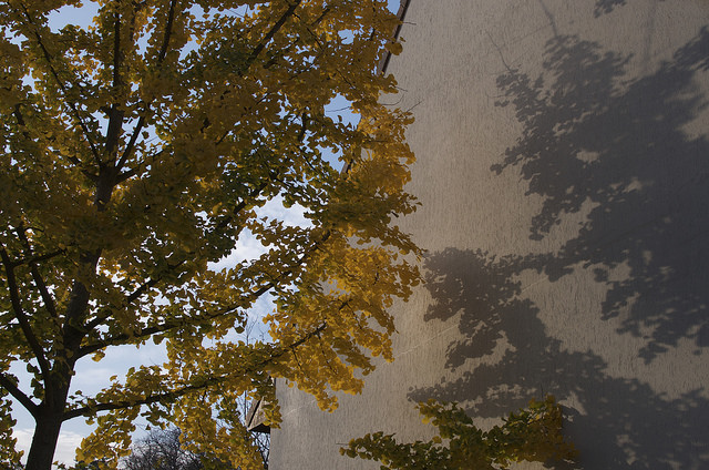 Ginkgo