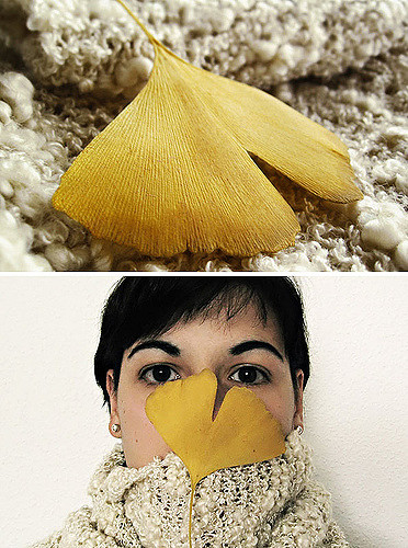 Ginkgo