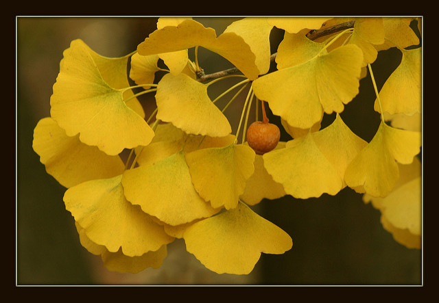 Ginkgo