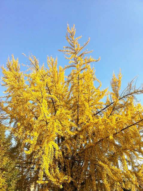Ginkgo