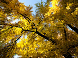 Ginkgo