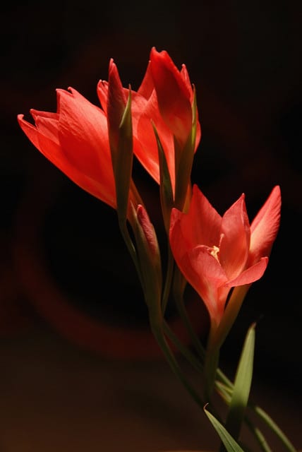 Gladiolus carmineus (Gladiolus carmineus)