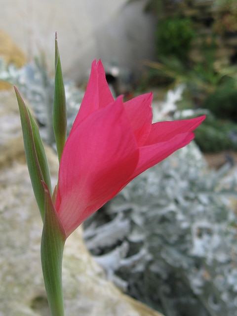 Gladiolus carmineus