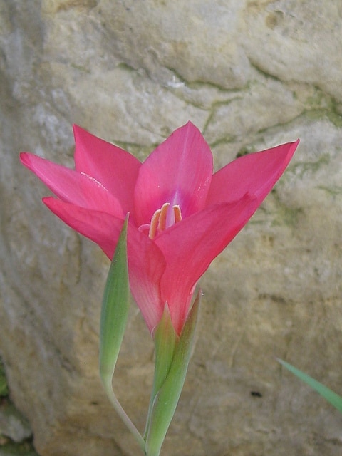 Gladiolus carmineus